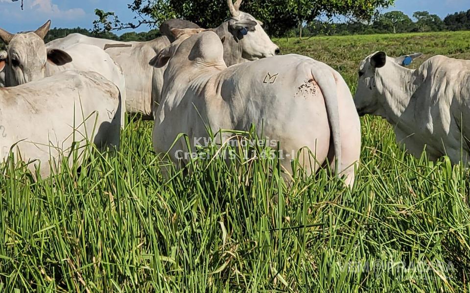 Fazenda à venda no Centro, Santo Antônio do Leverger – foto 2