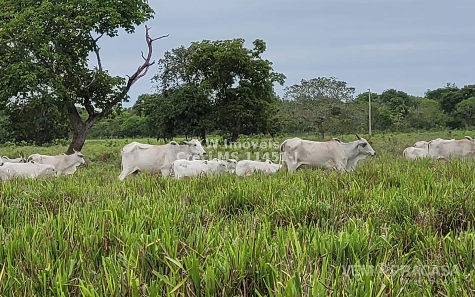 Fazenda à venda no Centro, Santo Antônio do Leverger – foto 3