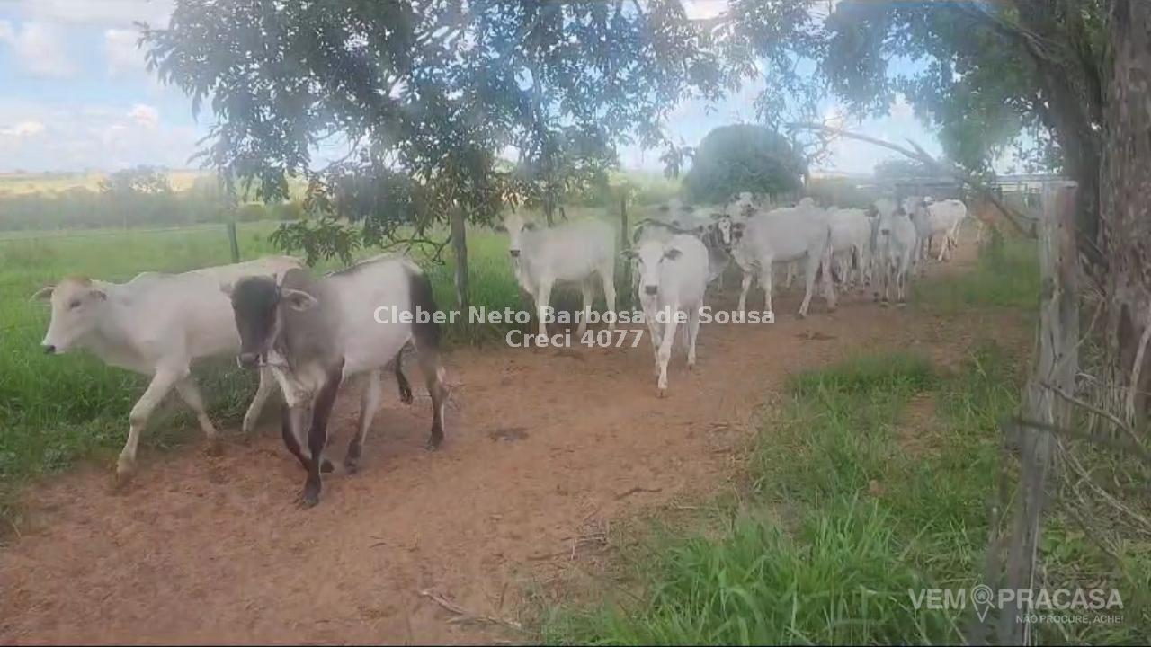 Fazenda à venda no Zona Rural, Tesouro – foto 3