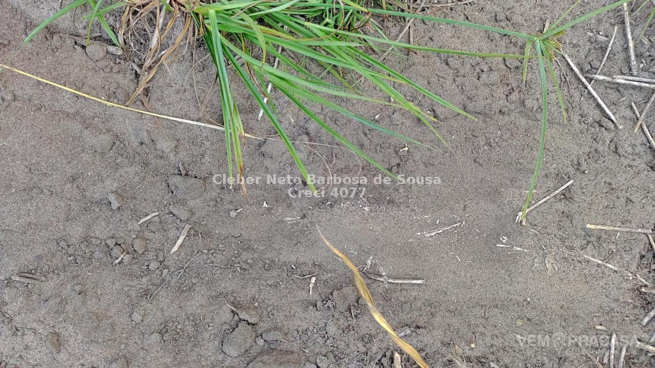 Chácara à venda no Área Rural de Campo Grande, Campo Grande – foto 5