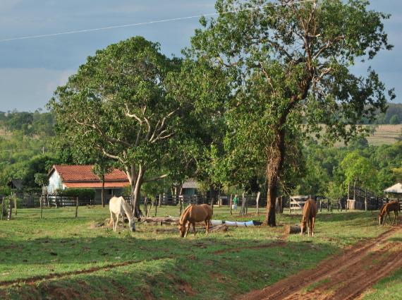 Fazenda à venda no Zona Rural, Figueirão