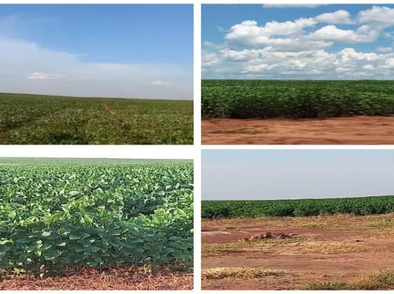 Fazenda à venda na Chácara das Mansões, Campo Grande