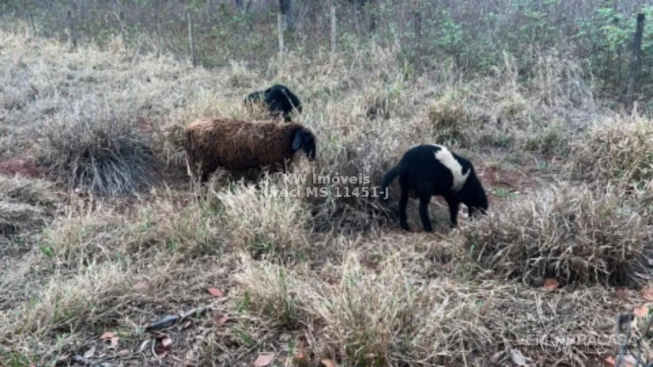 Chácara à venda no Zona Rural, Terenos – foto 8