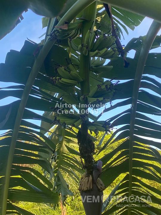 Chácara à venda no Zona Rural, Terenos – foto 29