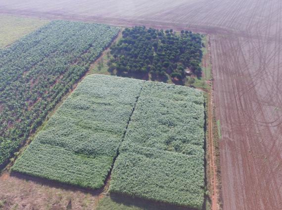 Chácara à venda no Zona Rural, Terenos