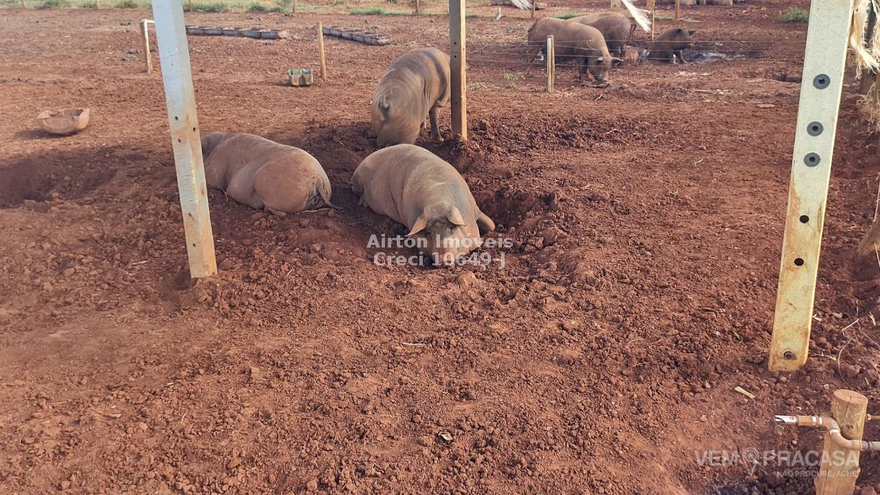 Chácara à venda no Zona Rural, Terenos – foto 16