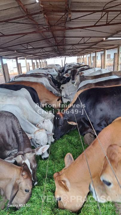 Chácara à venda no Zona Rural, Terenos – foto 28