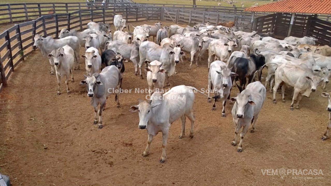 Fazenda à venda no Zona Rural, Rio Verde de Mato Grosso – foto 7