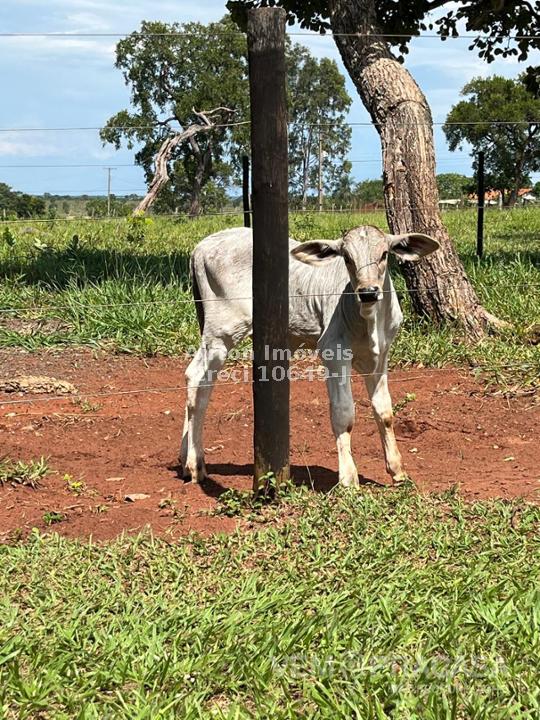 Sítio à venda no Zona Rural, Jaraguari – foto 20