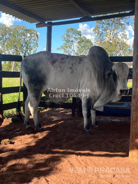 Sítio à venda no Zona Rural, Jaraguari – foto 25