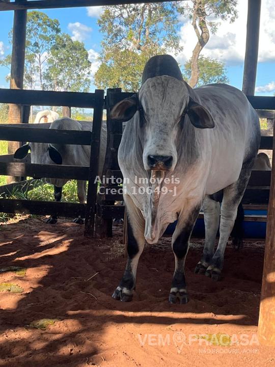 Sítio à venda no Zona Rural, Jaraguari – foto 26