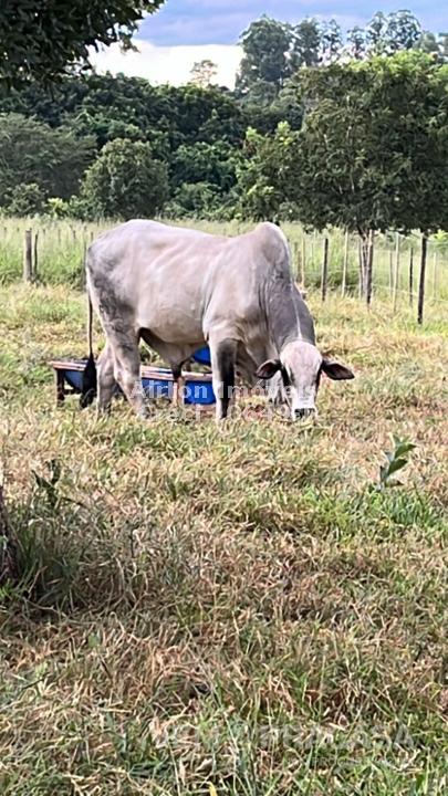 Sítio à venda no Zona Rural, Jaraguari – foto 34