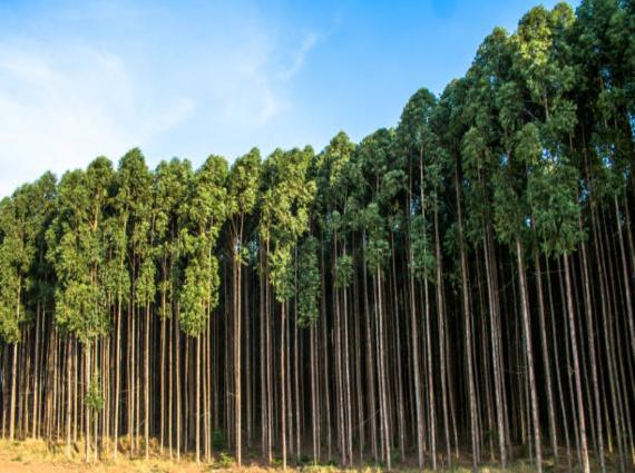 Fazenda à venda no Zona Rural, Ribas do Rio Pardo