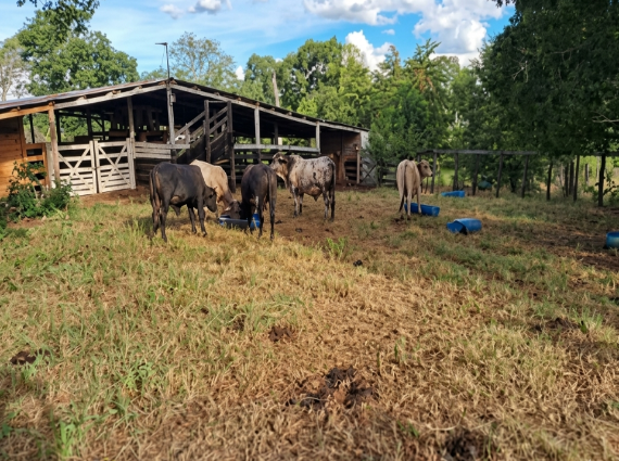 Sítio à venda no Zona Rural, Bonito