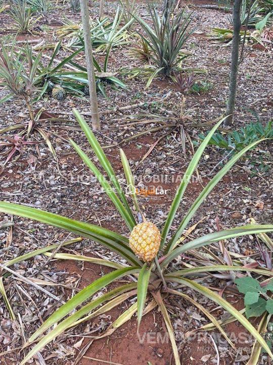 Chácara à venda na Vila Moreninha III, Campo Grande – foto 34
